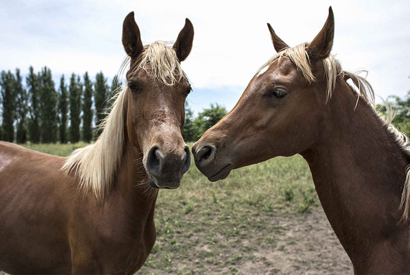 hai con ngựa