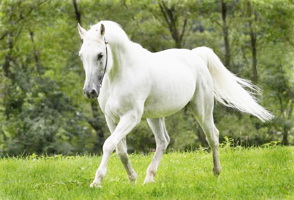 ngựa trắng