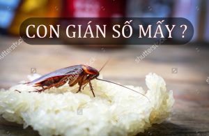 Con Gián Số Mấy