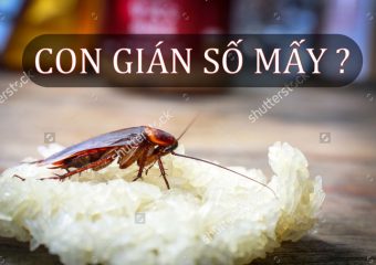 Con Gián Số Mấy