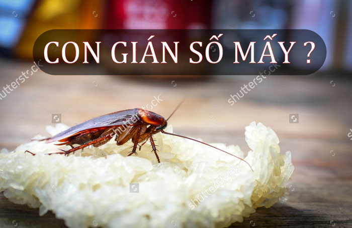 Con Gián Số Mấy
